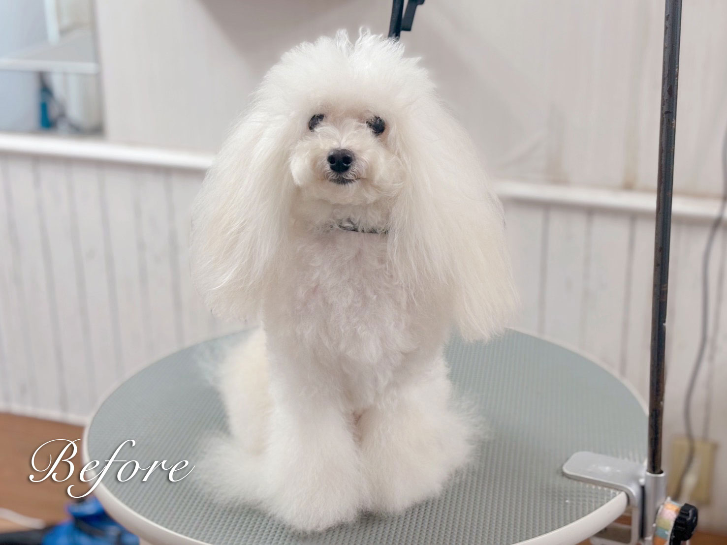 マイクロバブルされている犬
