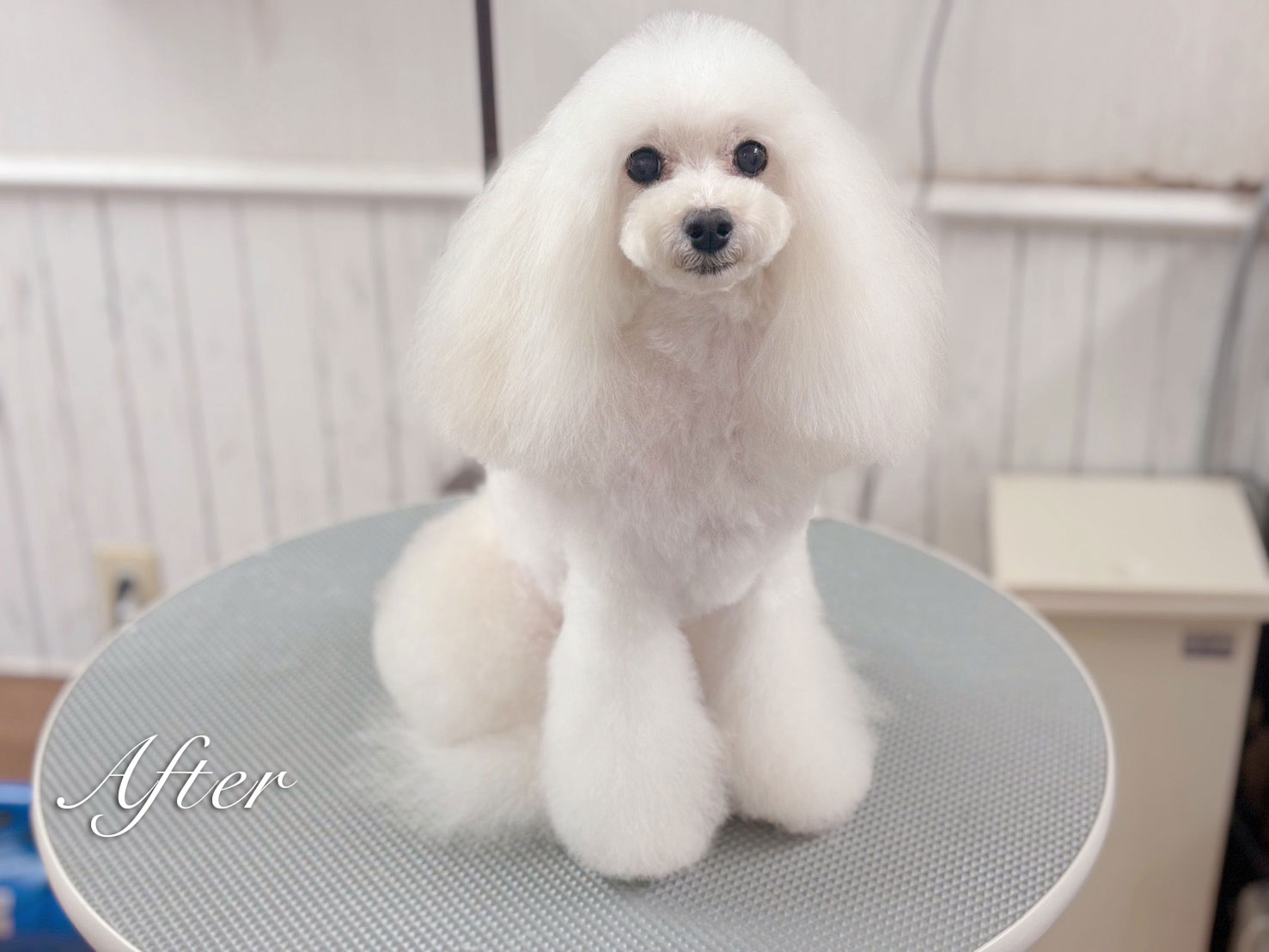 マイクロバブルされている犬