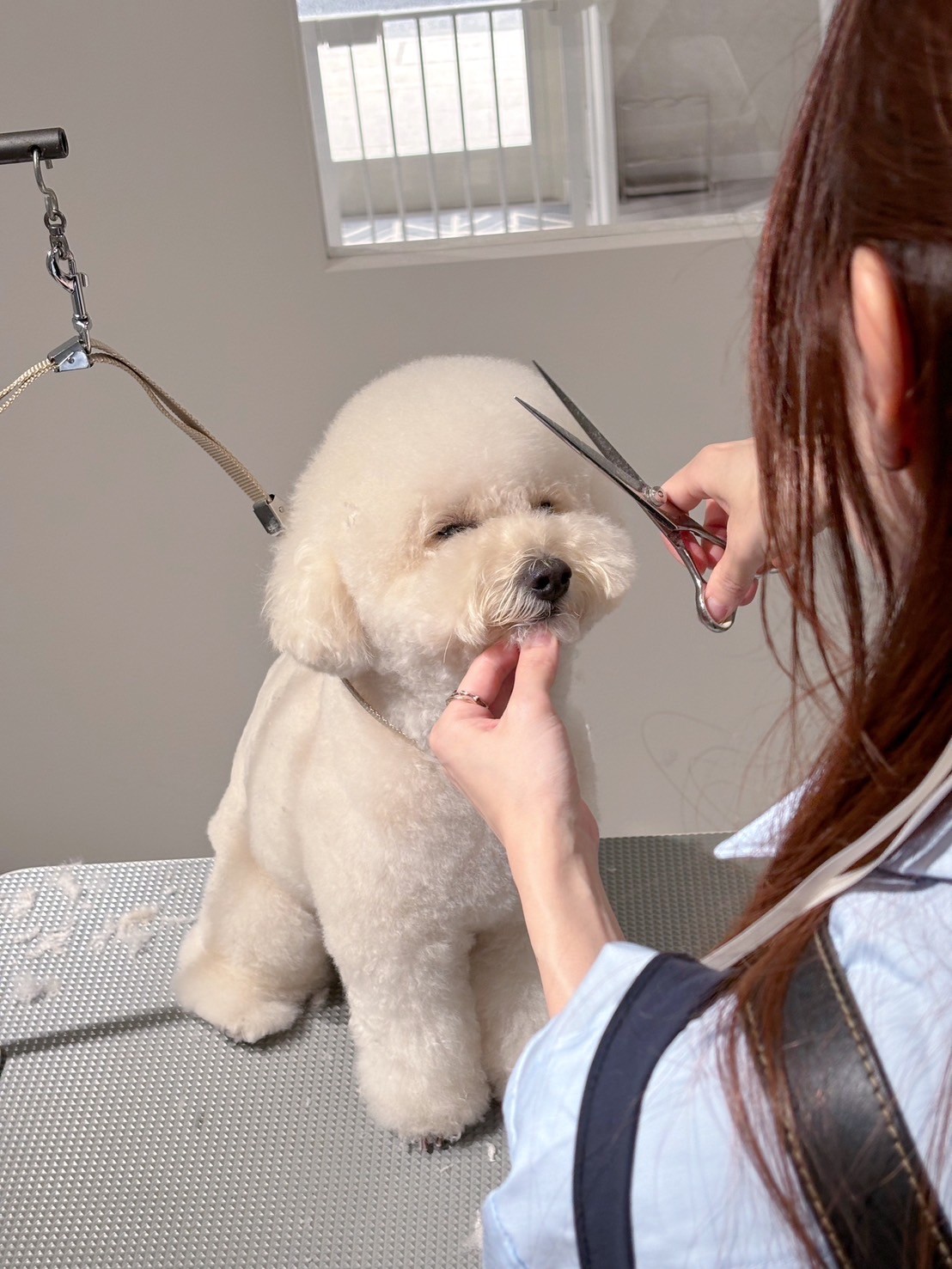 犬の写真