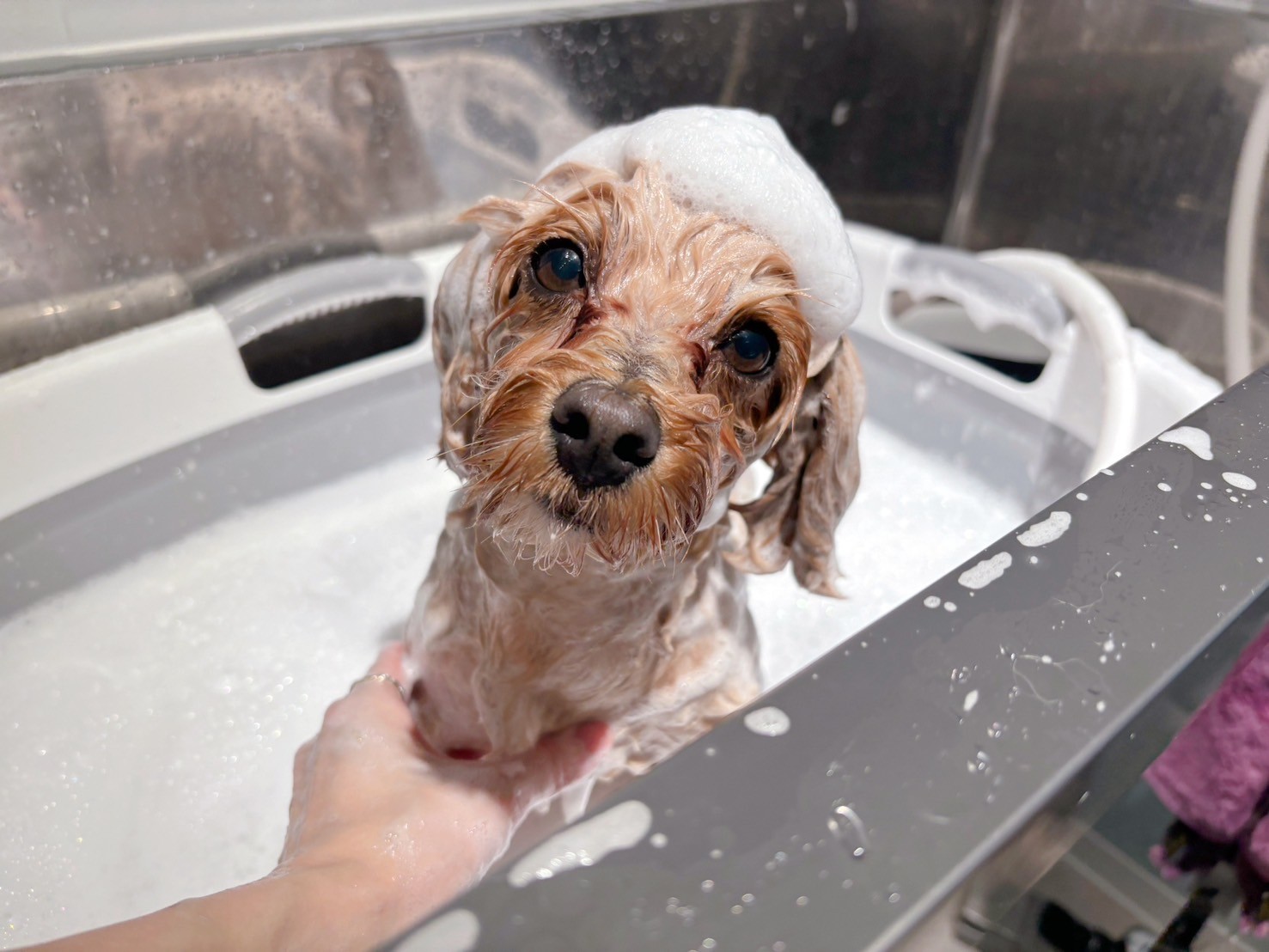 犬の写真