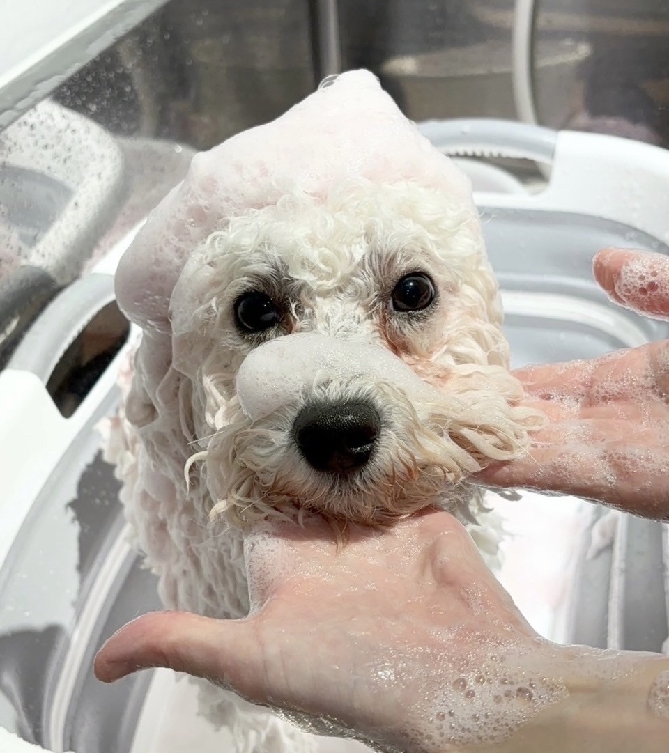 パックされている犬