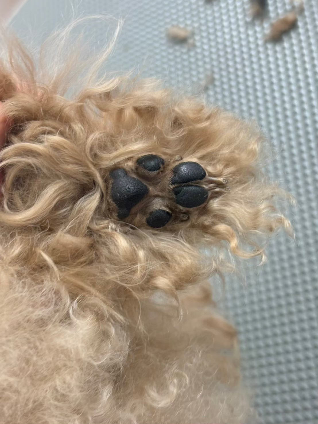 足の毛をカットされている犬